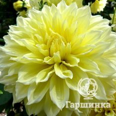 Георгина Кельвин Флудлайт декоративная-3