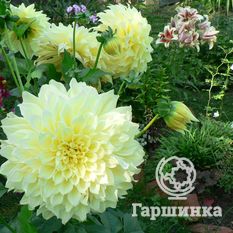 Георгина Кельвин Флудлайт декоративная-4