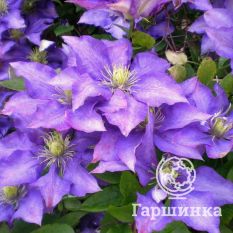 Даниэль Деронда-2