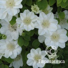 Джернси Крим-1