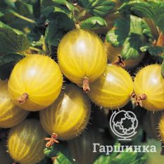 Финский зеленый-3