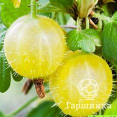 Финский зеленый-4