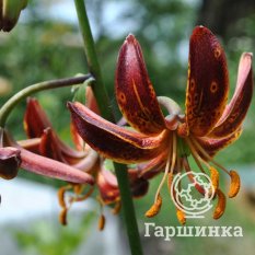 Арабиан Найт (Arabian Night)-3