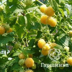 Малина Желтый гигант-2