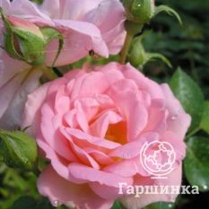 Роза Мари Викторин канадская парковая-2