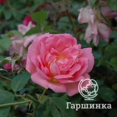 Роза Мари Викторин канадская парковая-3