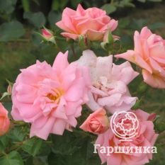 Роза Мари Викторин канадская парковая-4