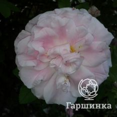 Роза Мартин Фробишер канадская парковая-2