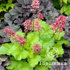 Литтл Кьюти Свит Тарт-4