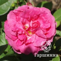 Роза Морден Сентенниал канадская парковая-2