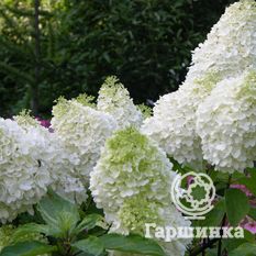 Мэджикал Мунлайт-3