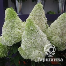 Мэджикал Мунлайт-4