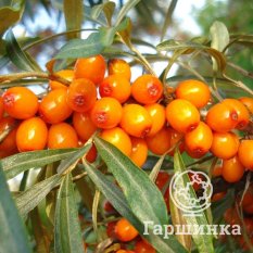 Ботаническая-2