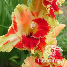 Гладиолус Огни Арбата-2