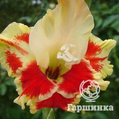 Гладиолус Огни Арбата-3