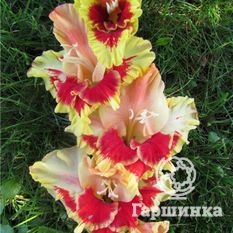 Гладиолус Огни Арбата-4