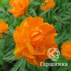 Оранж Принцесс-2