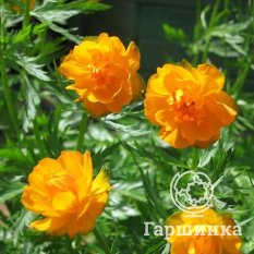 Оранж Принцесс-4