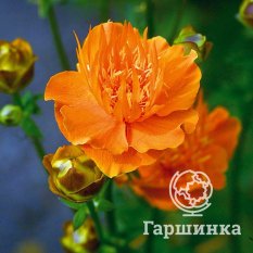 Оранж Принцесс-3