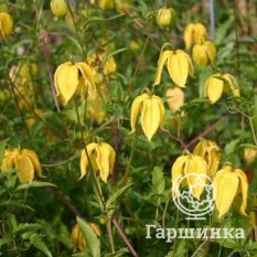 Тангутский-3