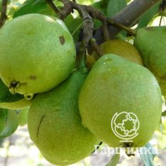 Груша Гвидон-2