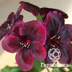 Пеларгония королевская Регилия Шоколате-2
