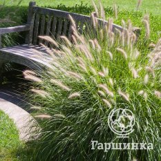 Пеннисетум Ред Хэд-2