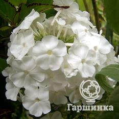 Флокс метельчатый Давид (David)-4