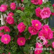 Роза Уильям Баффин канадская парковая-2