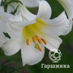 Регал Альбум (Regale Album)-2