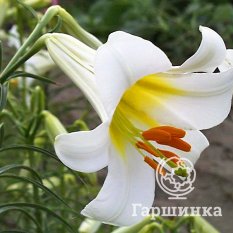 Регал Альбум (Regale Album)-3