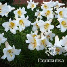 Регал Альбум (Regale Album)-4