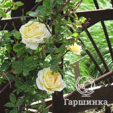 Роза Джей Пи Коннел канадская парковая-4