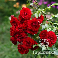 Роза Амадеус плетистая, Топалович-4