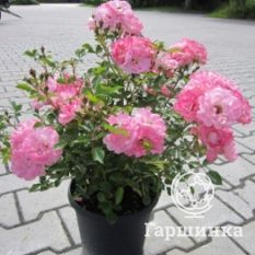 Роза Флирт, Кордес-2