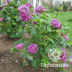 Роза Рапсоди ин Блю-2