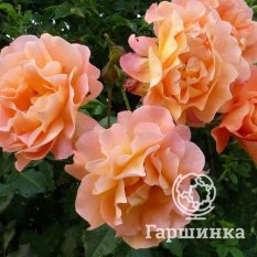 Роза Вестерланд-3