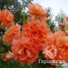 Роза Вестерланд-4