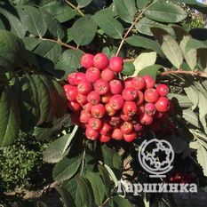 Алая крупная-4