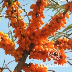 Ботаническая-3