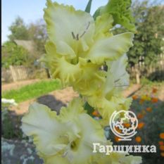 Ажурная Вязь-2