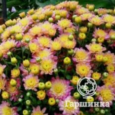 Хризантема Мультифлора Жаклин Пич (Jacqueline Peach)-3