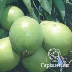 Груша Скороспелка из Мичуринска-3
