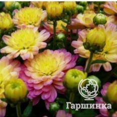 Хризантема Мультифлора Жаклин Пич (Jacqueline Peach)-4