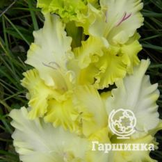 Ажурная Вязь-4