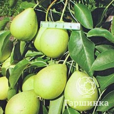 Груша Скороспелка из Мичуринска-4