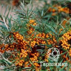 Витаминная-4