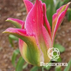 Тюльпан Виришик-4