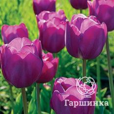 Пепл Прайд-2