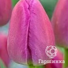 Пепл Прайд-3